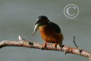 Kingfisher about to swallow a small perch.